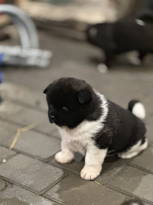 Femela Akita American pui