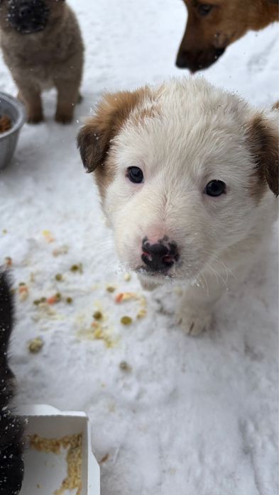Отдам щенят в добрые руки