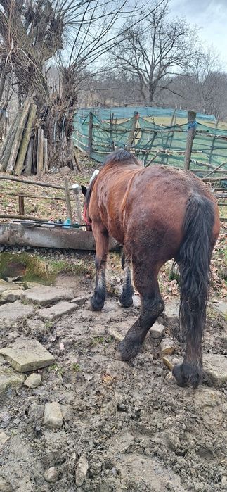Vând iapă foarte cuminte