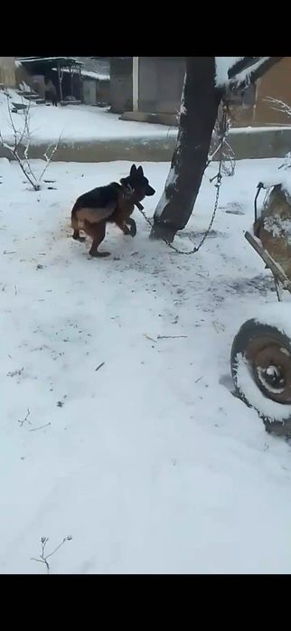 Немес офчарка сотилади