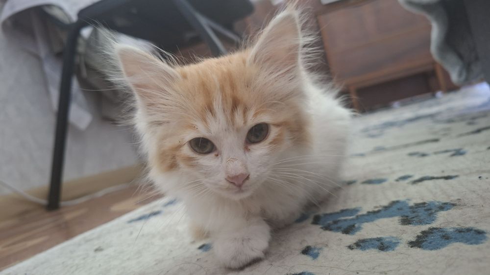 Котик в добрые руки
