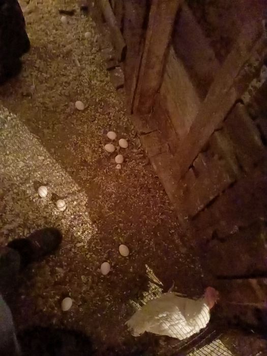 Ленгорн несушки куры