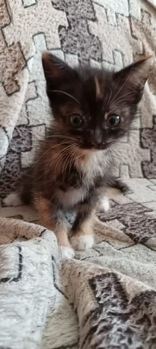 Отдам в добрые руки милых котят