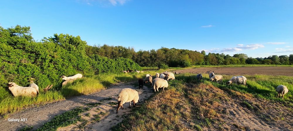 Berbecuți și oi cu mieluțe.