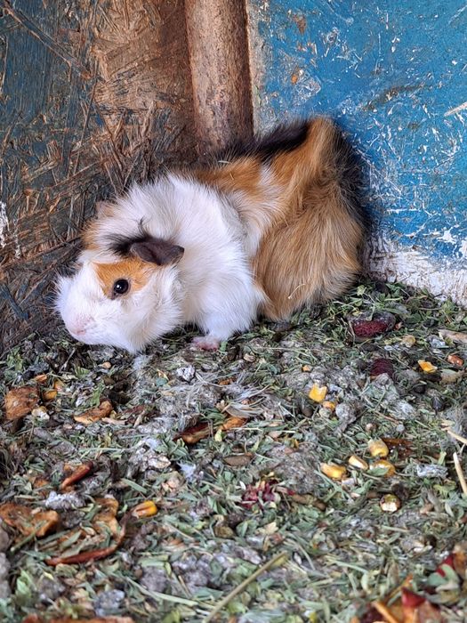 Vând porcușor de guineea