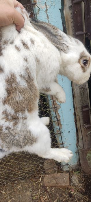 Продам крола на племя