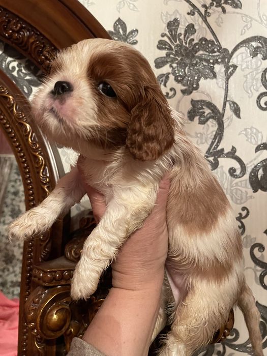 Кавалер кинг чарльз спаниель