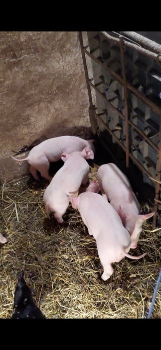 Прасета-Бяла българка