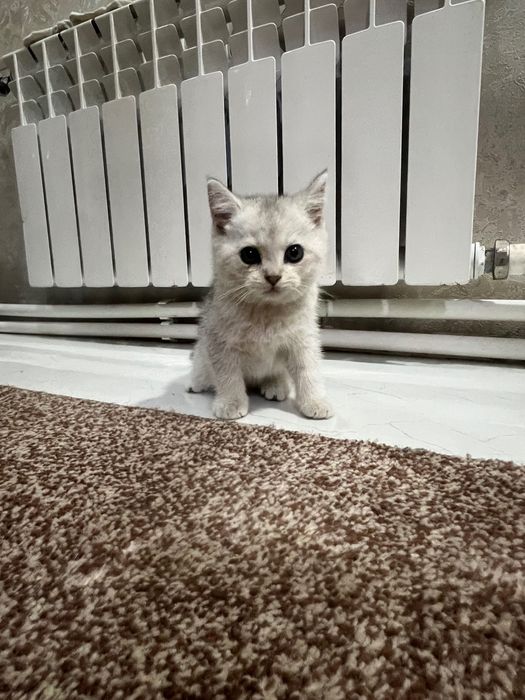 Mushuklar sotiladi zotli mushuklar