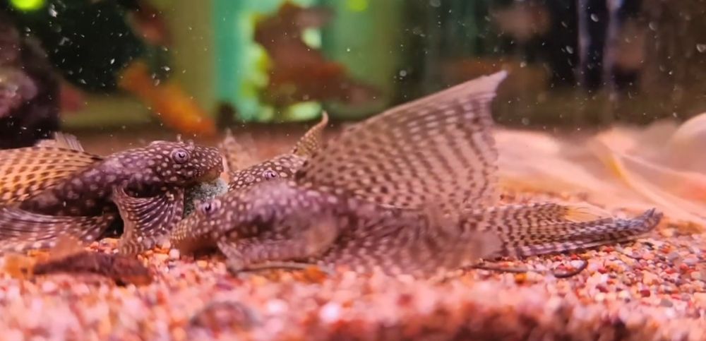 Сомики анциструсы