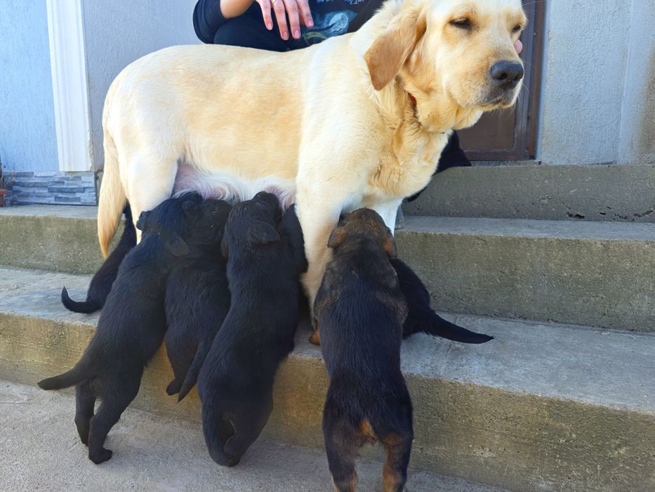 Ofer catei labrador, vaccinati, deparazitati, carnet