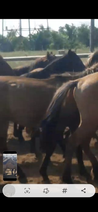 Продам  Кобылу 7 лет жерёбая