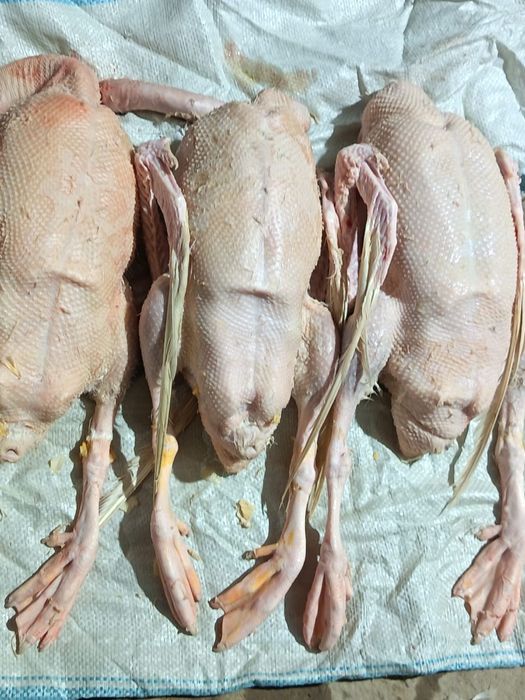 Тазаланган каз сатылады