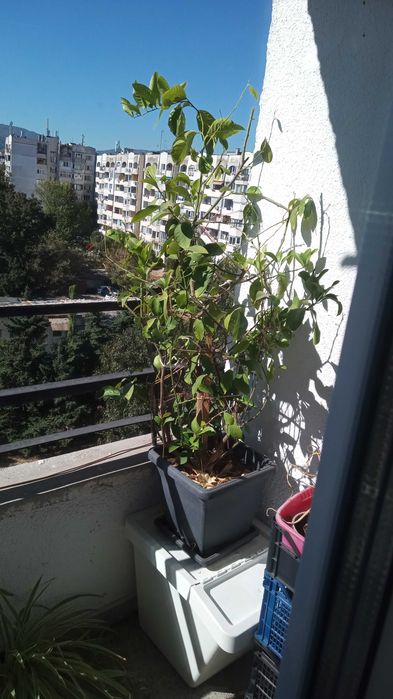 Продава се лимонено дърво