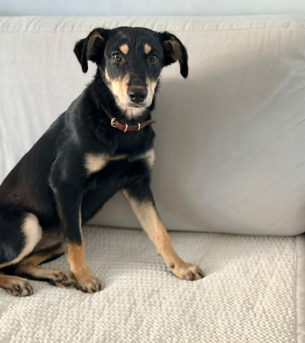 Отдам в добрые руки