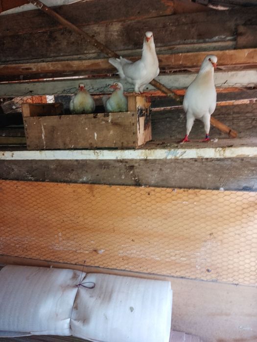 Porumbei circani albi