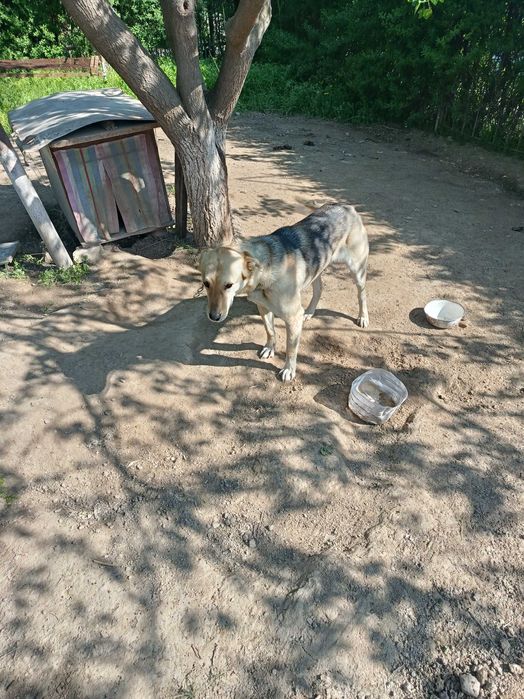 Отдам даром собаку , девочка