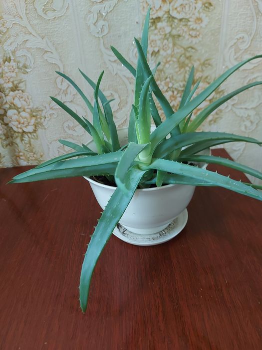 Продам комнатный цветок