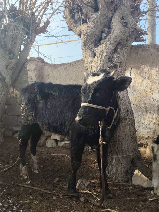 Бұзаулар сатылады