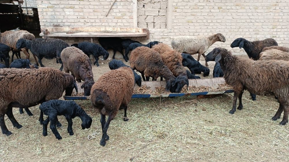 Қўйлар тирик вазнда ва сўйиб бериш хизматлари