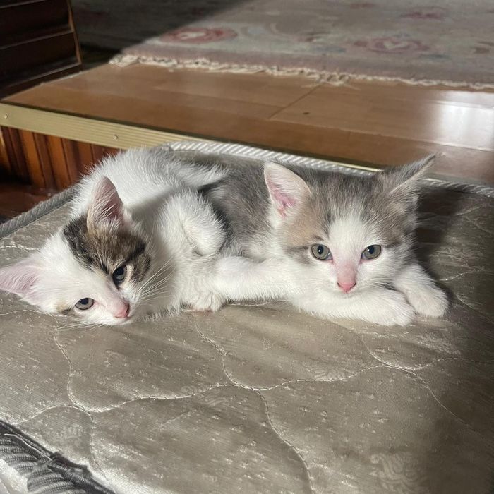 Отдам даром котят