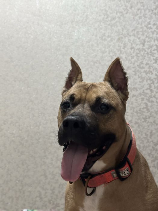 Отдам щенков Стаффорд