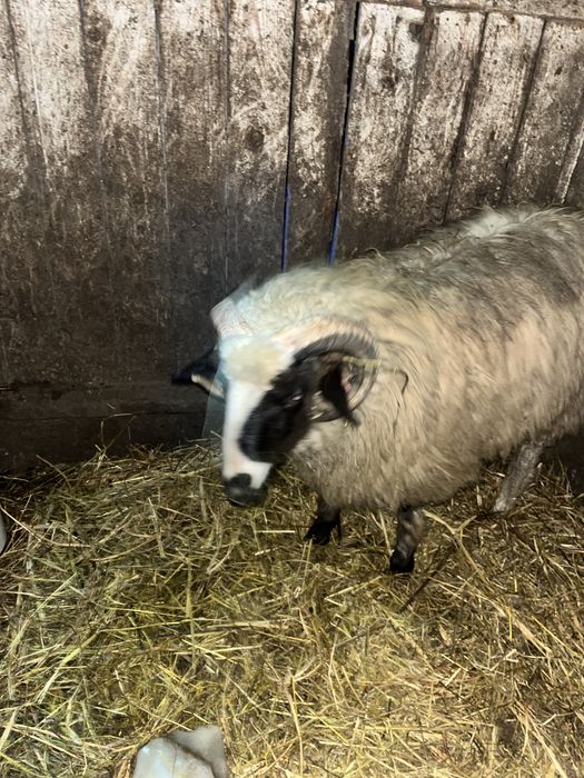 De vanzare noatin brez