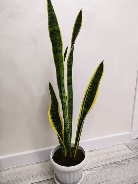 Растения разные. Доставка