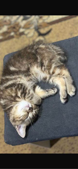 Отдам в добрые руки