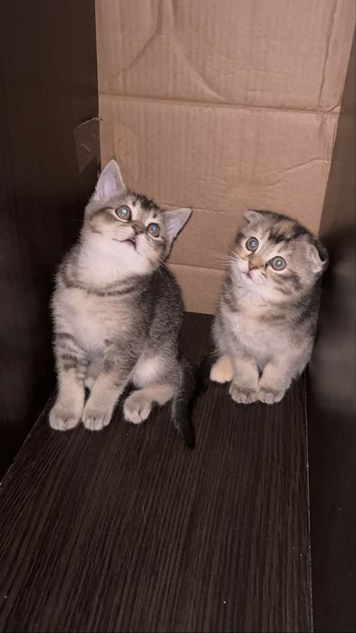 Отдам даром котят