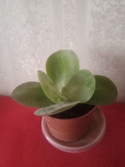 Алоэ . Суккулент .