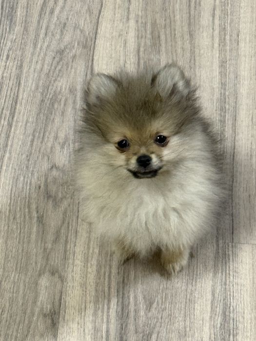 Малыш посеранский шпиц