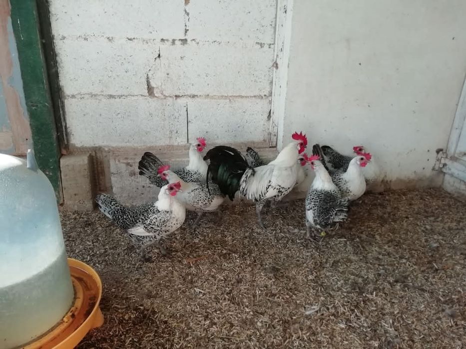 Разплодни яйца от Сребърно брезе Бантам-страхотни птици ,спокойни и ед