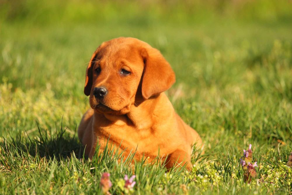 labrador pui foxred cu pedigree