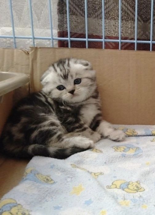 Вислоухие Шотландские котята