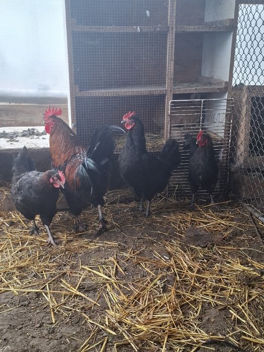 Ouă disponibile din rasele Brahma Portelan. Si rasa Marans .