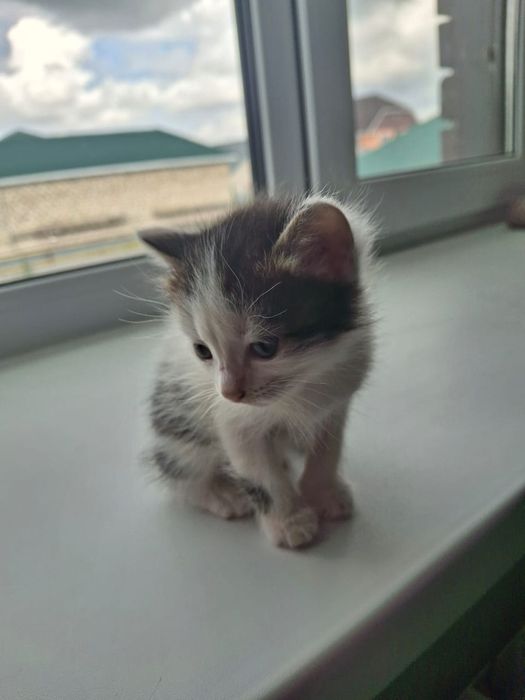 Отдам в хорошие руки котят ( девочки)