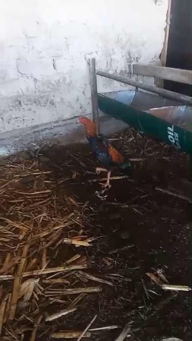 Дакан мошный зат