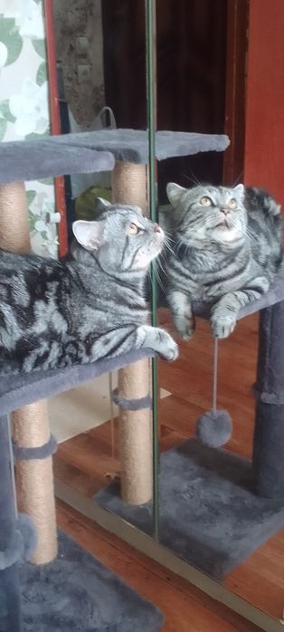 Шотландец  Скотиш Страйт  вязка