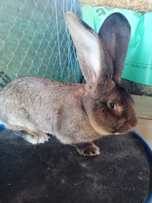 Iepuri urias german, adulti si pui