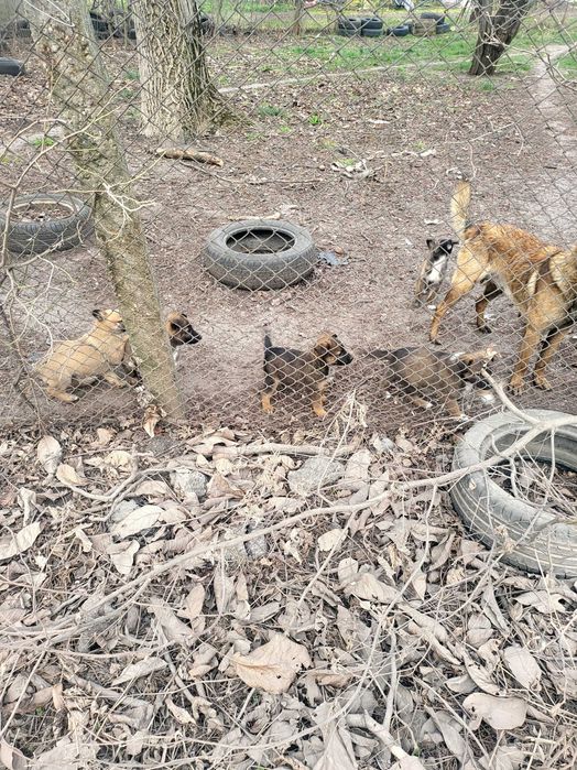 Малки кученца от майка белгийска овчарка