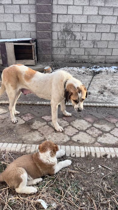 Щенок Алабая 2 месяца