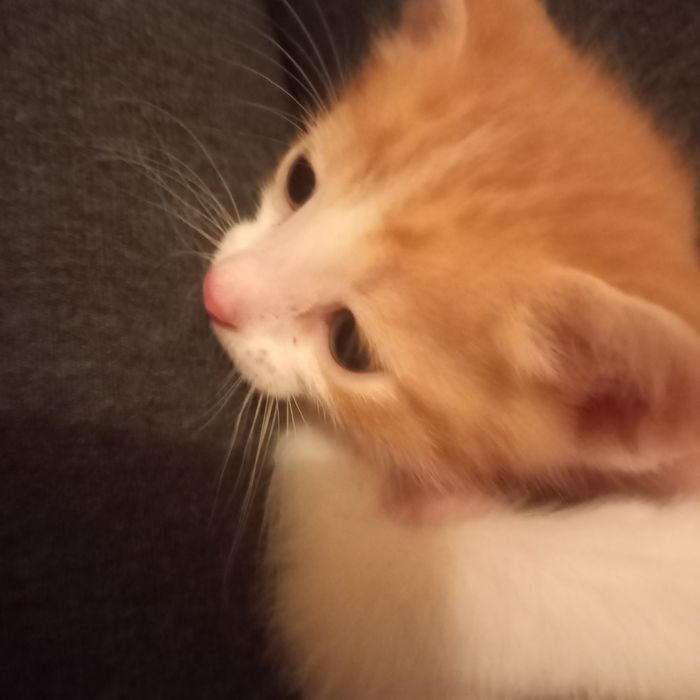 Котёнок мальчик один месяц