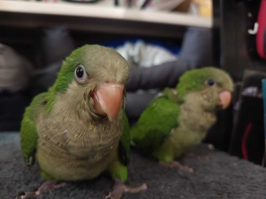 Монах-ръчно хранен