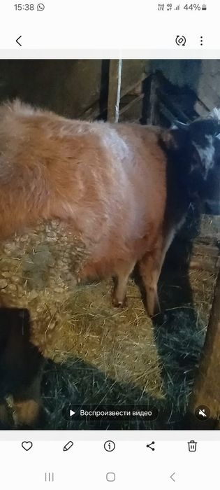 Продам телочку и бычка