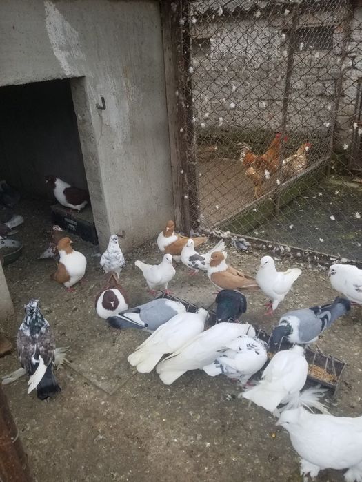 Vand perechi de porumbei