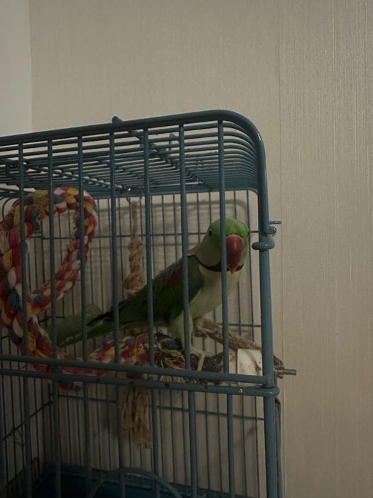 Papagal Marele Alexandru