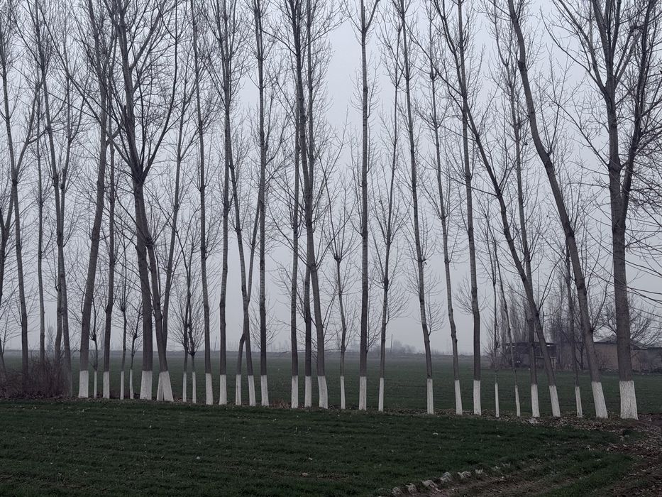 Терак сотилади | Terak sotiladi срочный