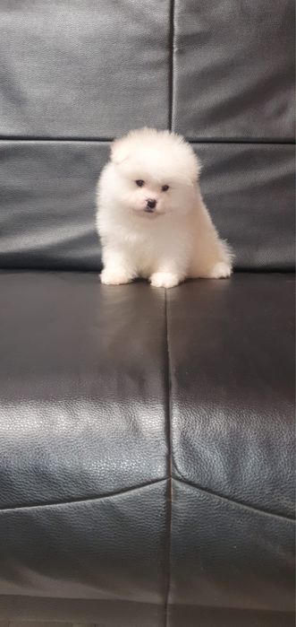 Pomeranian baietel