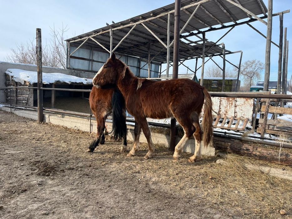 Продам или обменяю двух жеребцов тяжев!